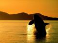 Baleine 002